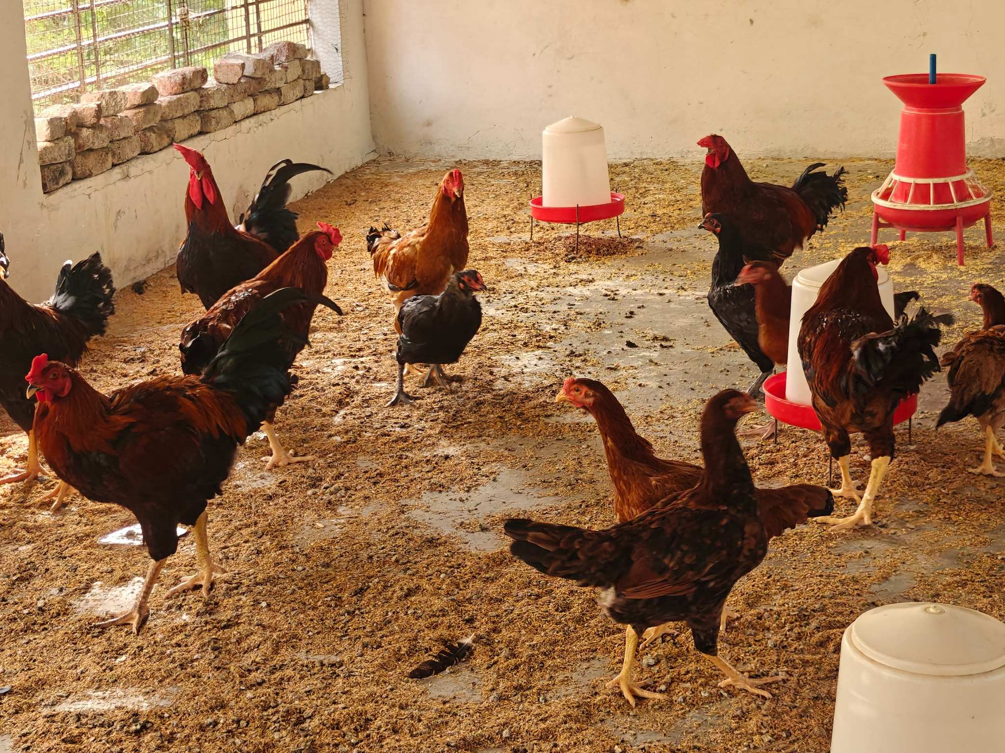Poultry Science Desi Birds Unit1